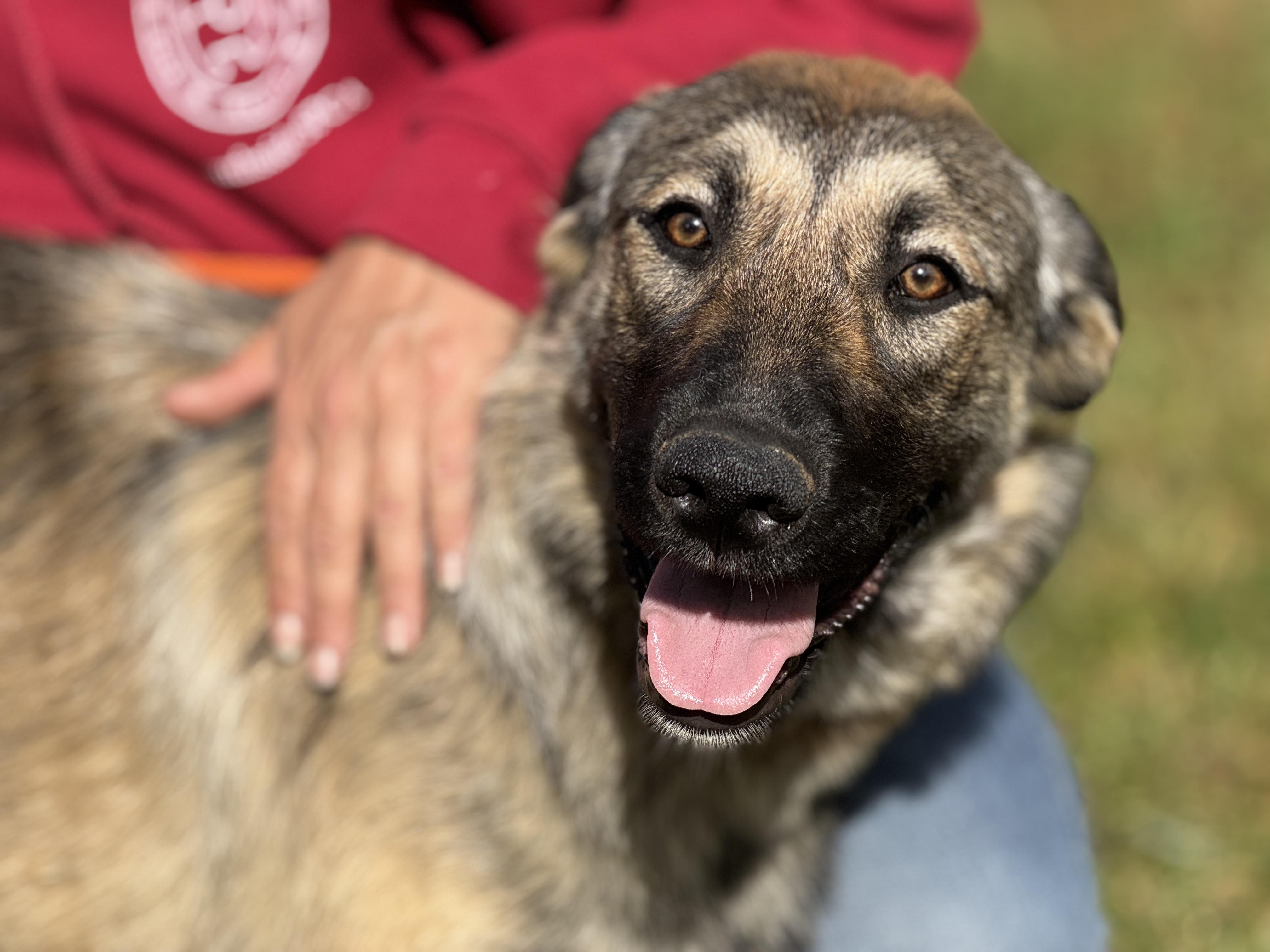 Enlarge Shelby, a ADOPTABLE Shepherd in Richmond, VA image 6/6