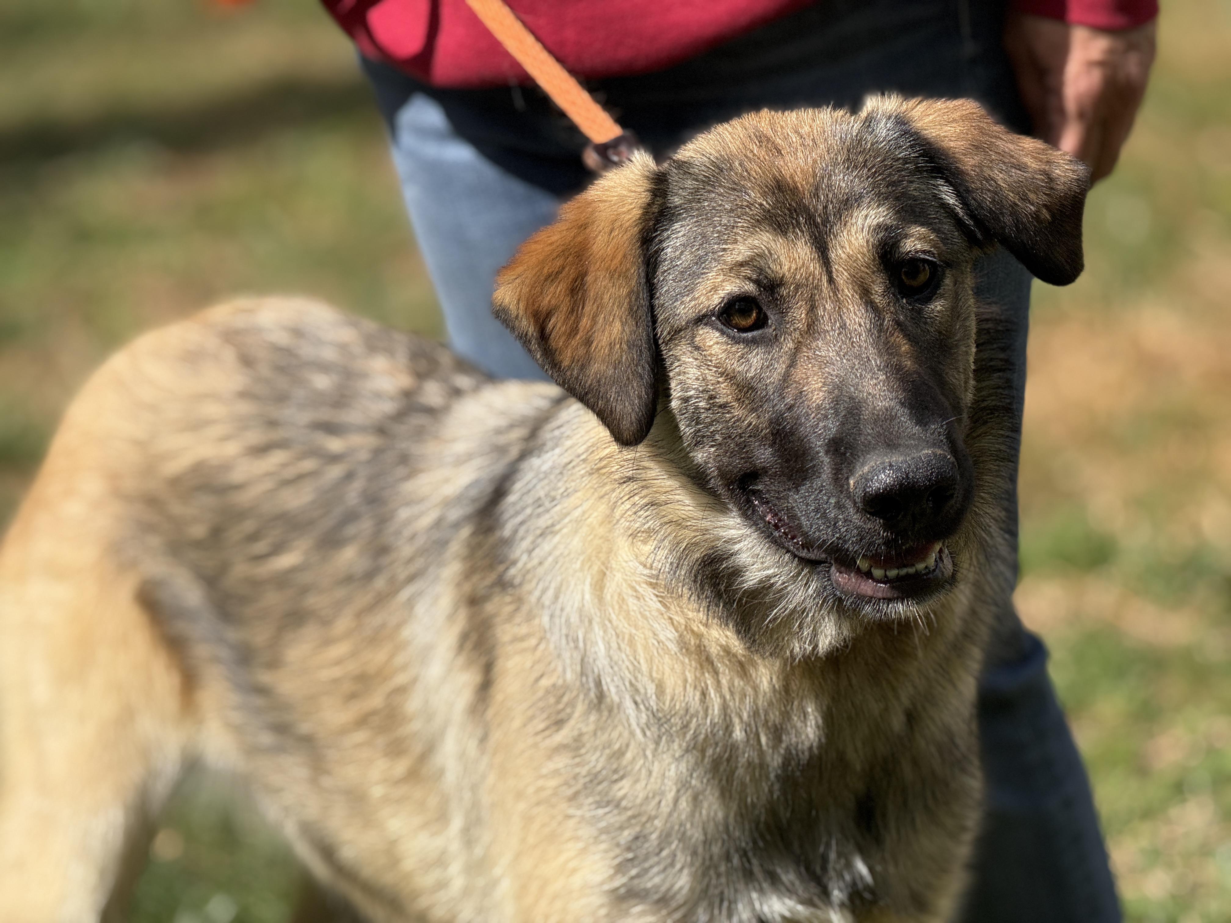 Enlarge Shelby, a ADOPTABLE Shepherd in Richmond, VA image 2/6