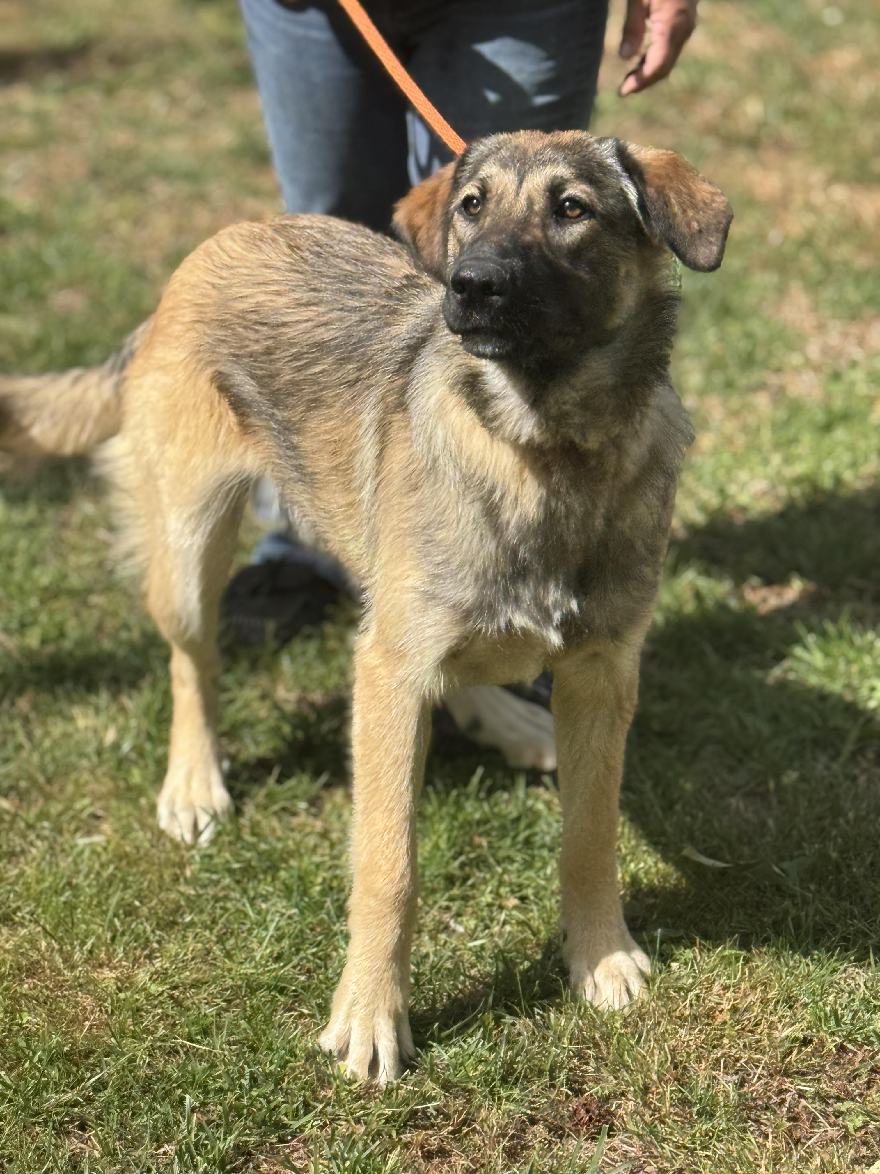 Enlarge Shelby, a ADOPTABLE Shepherd in Richmond, VA image 4/6