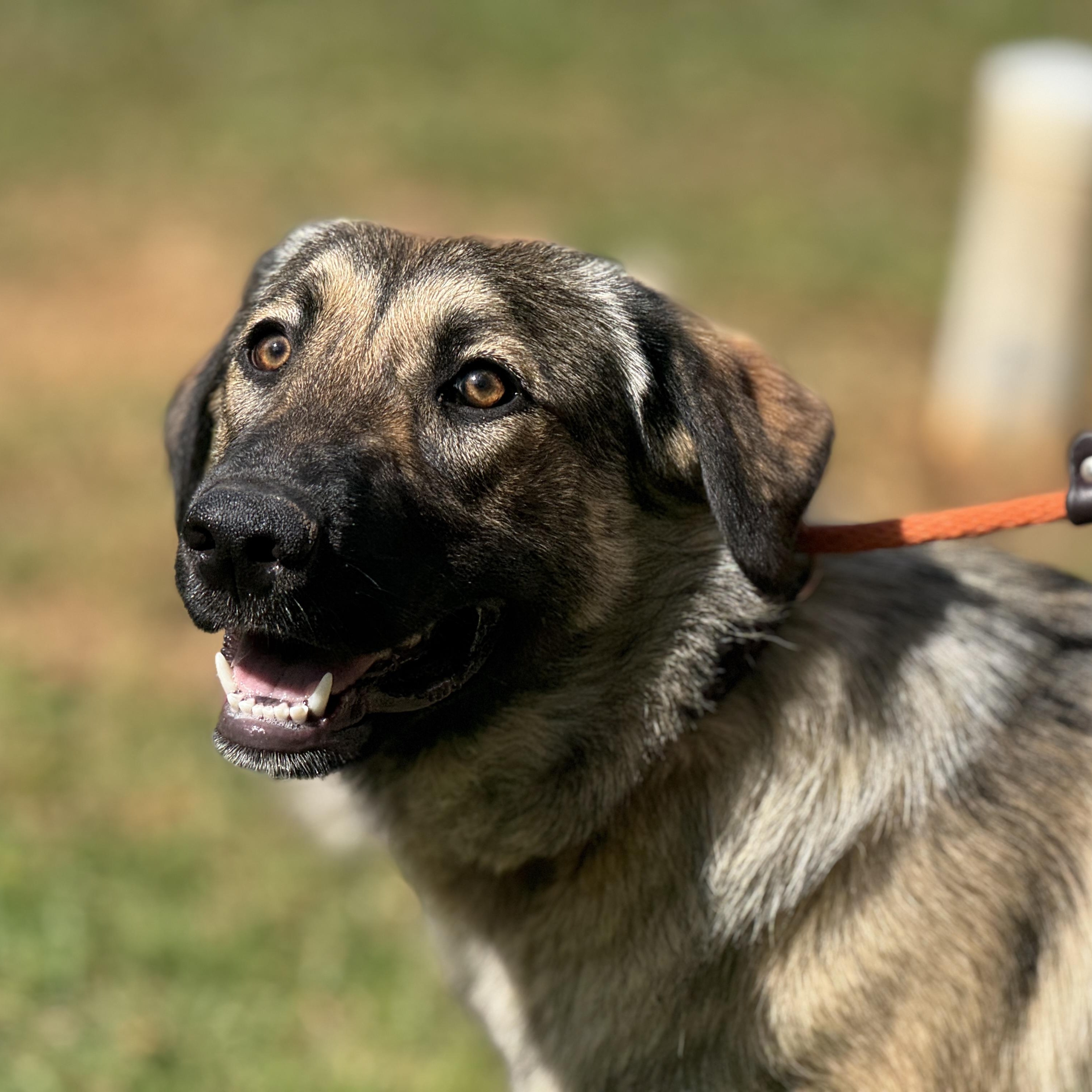 Enlarge Shelby, a ADOPTABLE Shepherd in Richmond, VA image 1/6