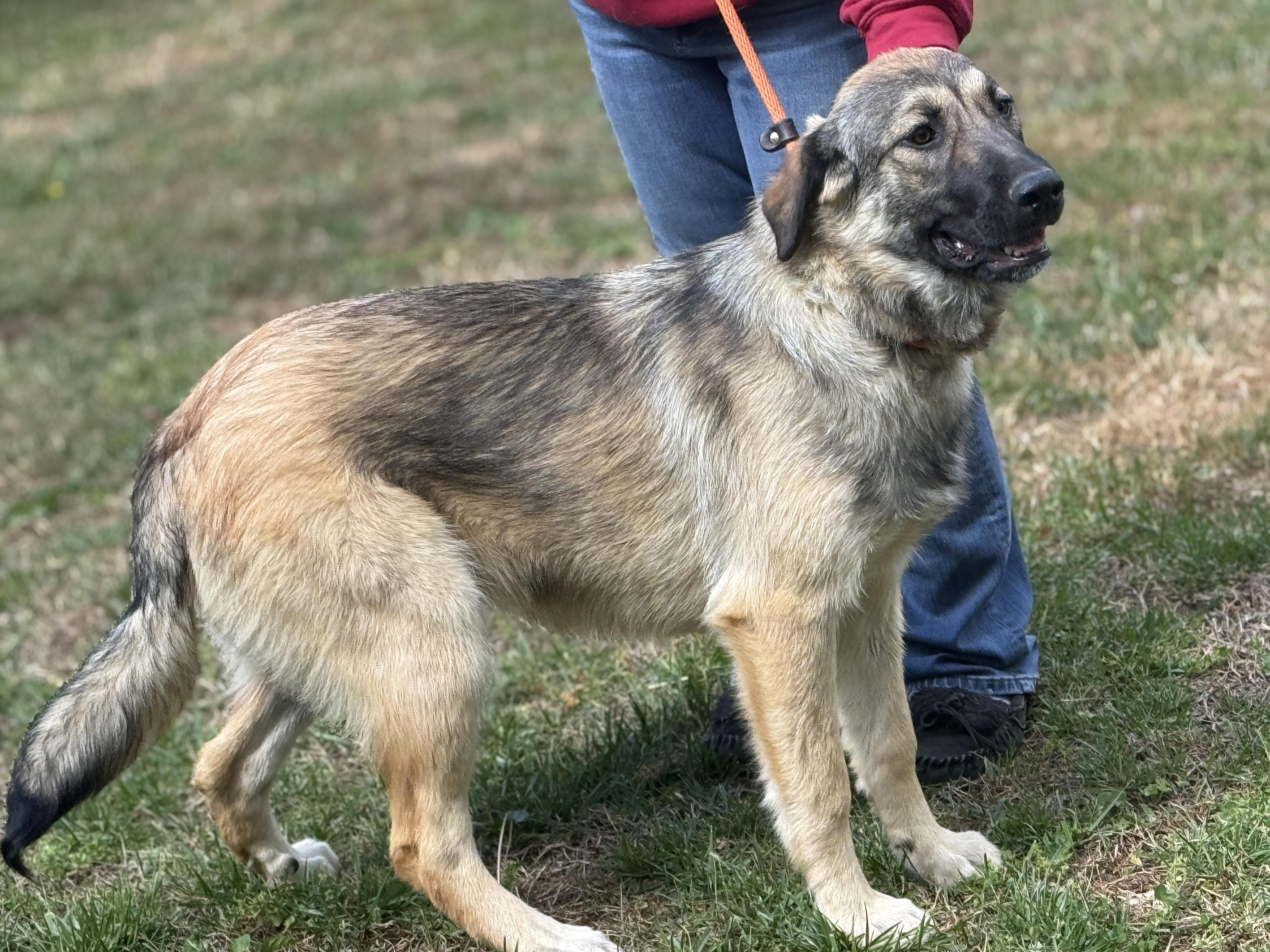 Enlarge Shelby, a ADOPTABLE Shepherd in Richmond, VA image 5/6