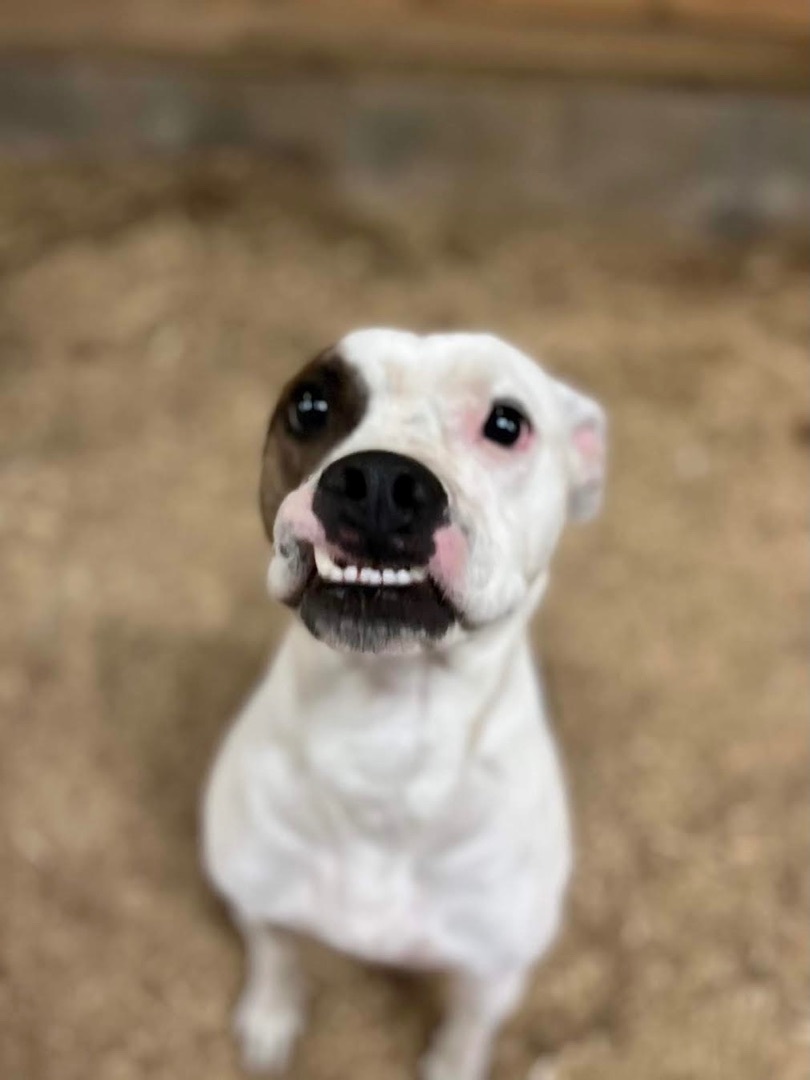 Poe & Fluffy, a Adoptable mixed breed in Georgetown, TN image 1/6