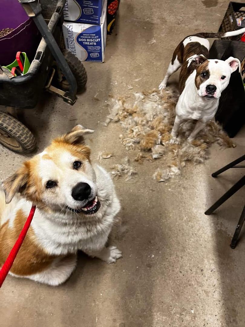 Poe & Fluffy, a Adoptable mixed breed in Georgetown, TN image 2/6