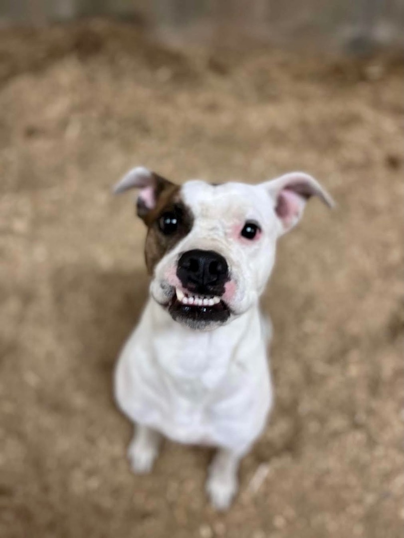 Poe & Fluffy, a Adoptable mixed breed in Georgetown, TN image 3/6