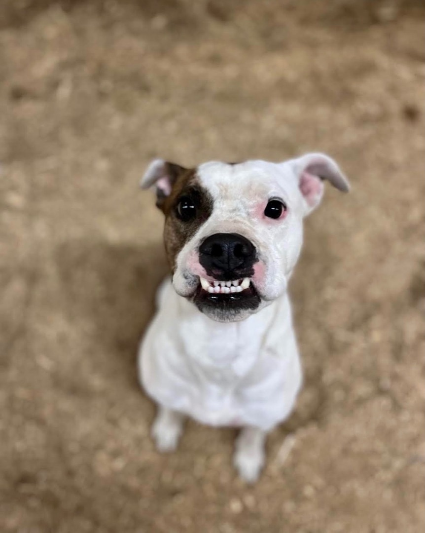 Poe & Fluffy, a Adoptable mixed breed in Georgetown, TN image 4/6