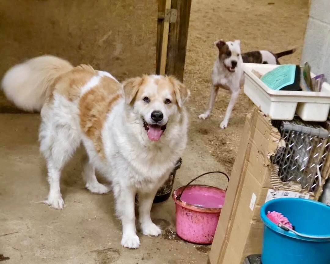 Poe & Fluffy, a Adoptable mixed breed in Georgetown, TN image 5/6