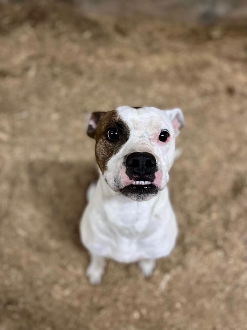 Poe & Fluffy, a Adoptable mixed breed in Georgetown, TN image 6/6