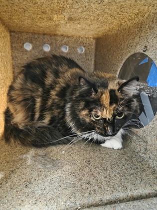 Sally, Adoptable, Adult Female Domestic Long Hair & Domestic Short Hair.