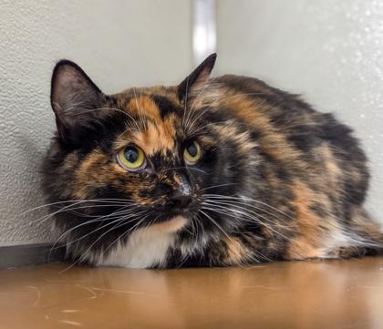 Enlarge Sally, a Adoptable mixed breed in Fresno, CA image 2/3
