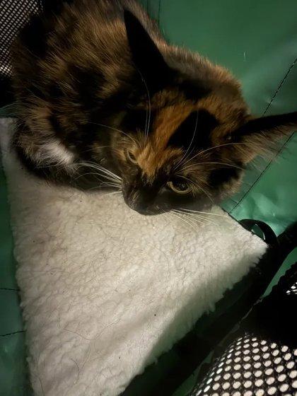 Enlarge Sally, a Adoptable mixed breed in Fresno, CA image 3/3
