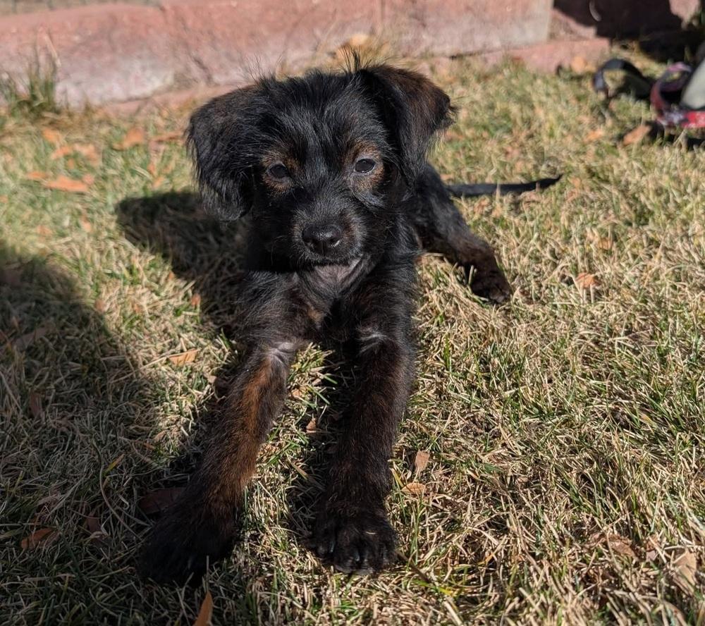 Opi, Adoptable, Puppy Female Terrier.