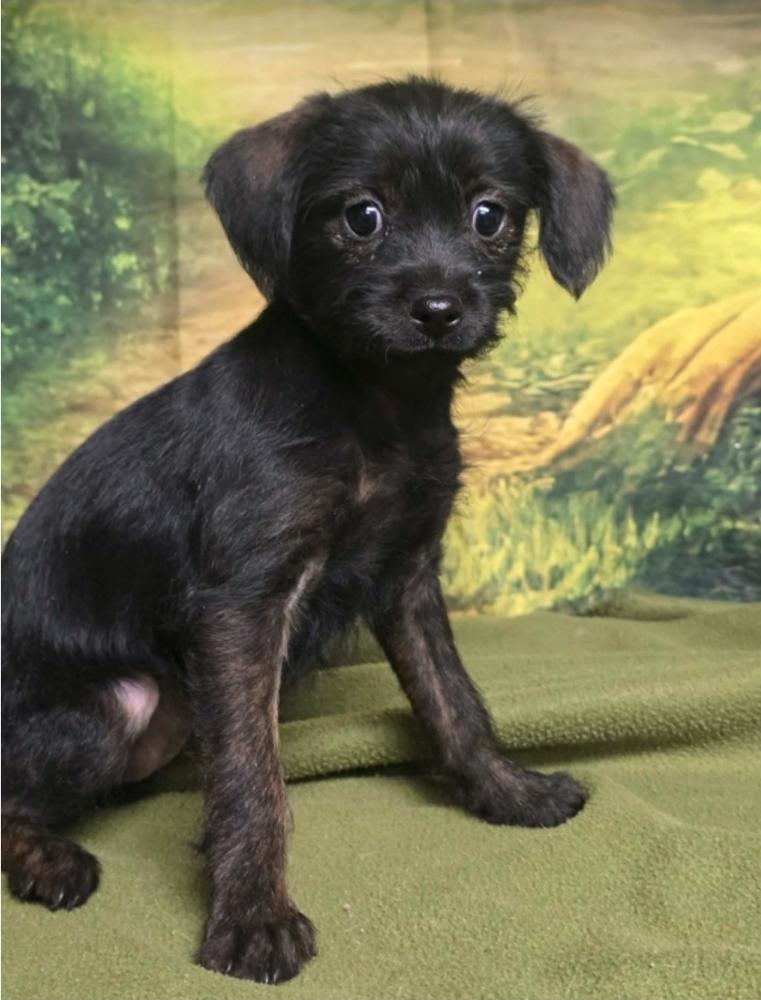 Opi, Adoptable, Puppy Female Terrier.