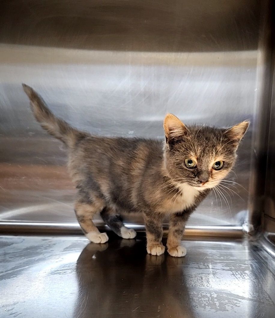 Ida, a Adopted Dilute Calico in Tabor City, NC image 1/4