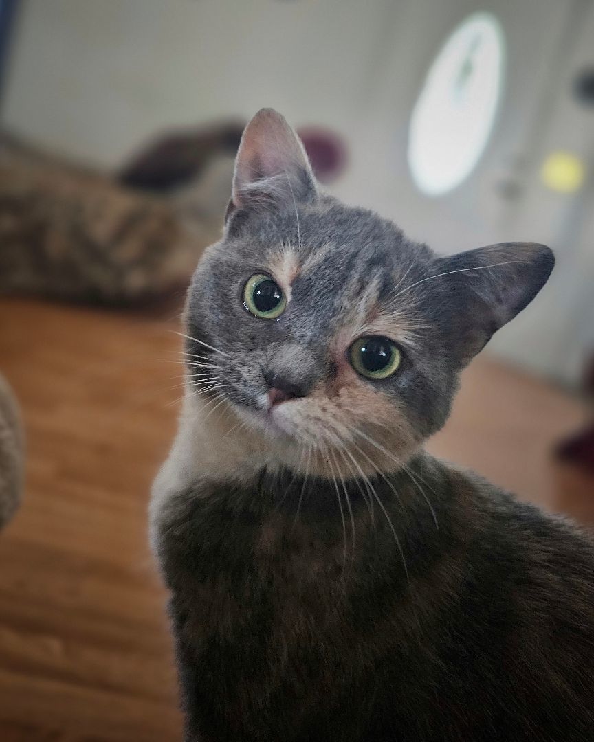 Ida, a Adopted Dilute Calico in Tabor City, NC image 2/4