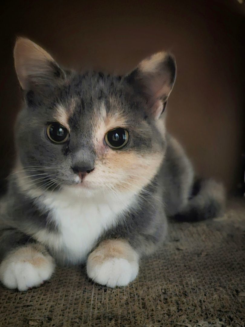 Ida, a Adopted Dilute Calico in Tabor City, NC image 4/4