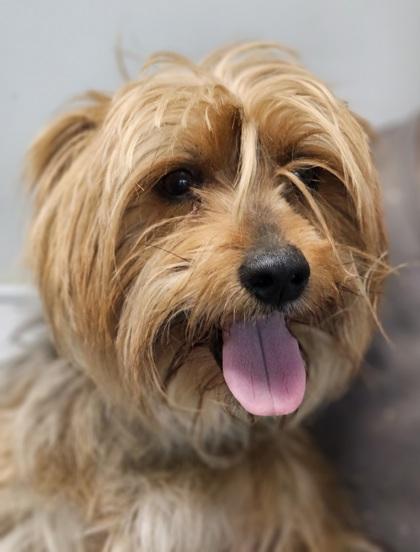 Stewie — thumbnail 2