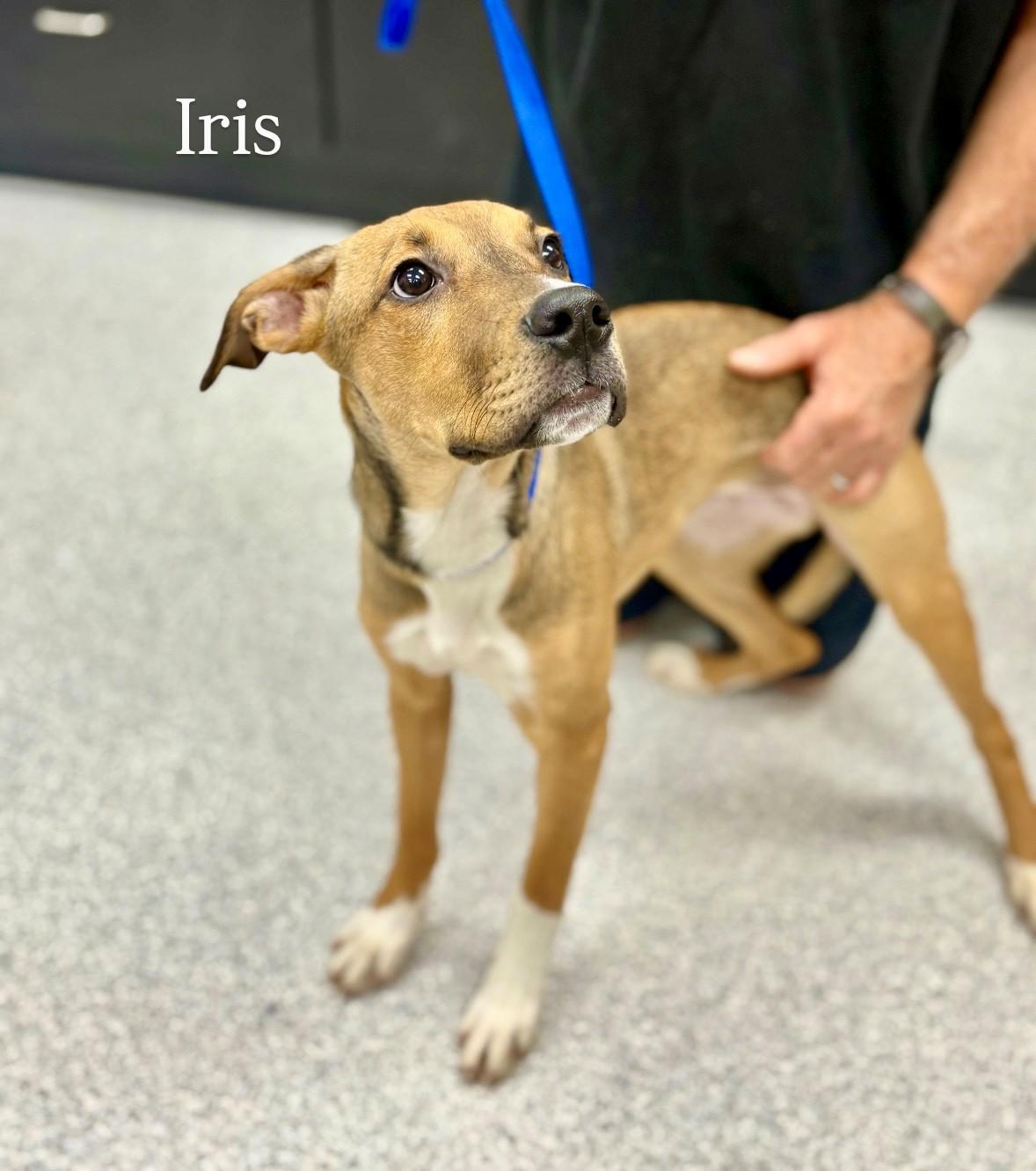 Iris, an adoptable Pit Bull Terrier in Lake Havasu City, AZ, 86406 | Photo Image 1
