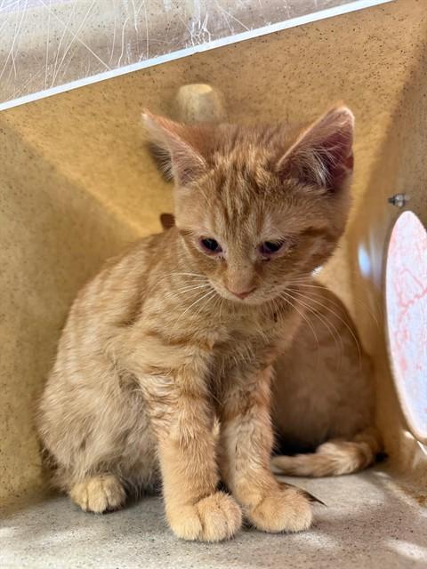 BRIE, Adoptable, Kitten Female Domestic Short Hair.