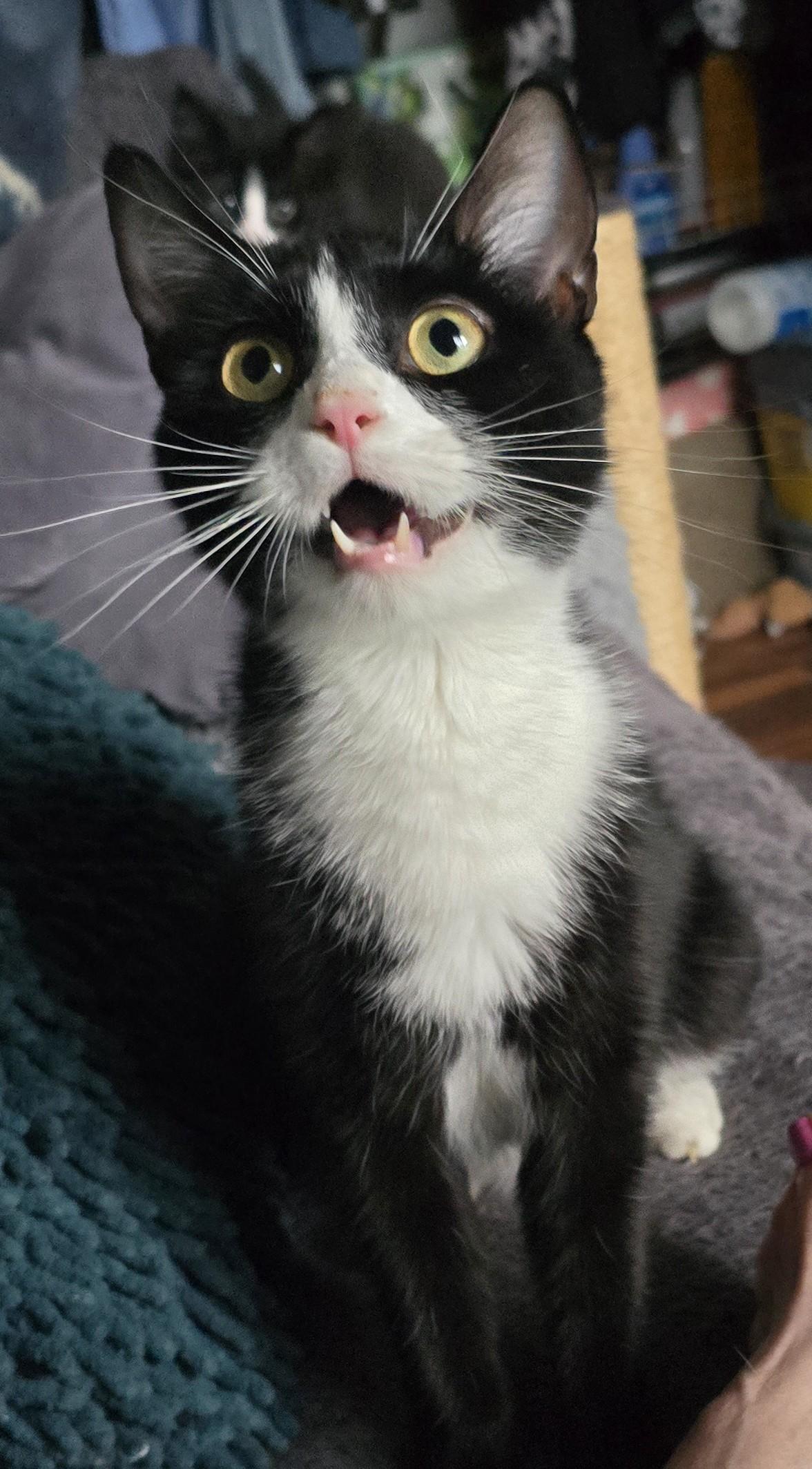 Mia (aka Mama Mia), adoptable, Adult Female Domestic Short Hair.