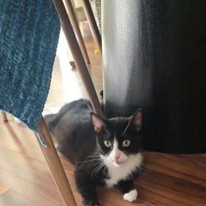 Enlarge Mia (aka Mama Mia), an adoptable Domestic Short Hair in Eagan, MN image 4/6