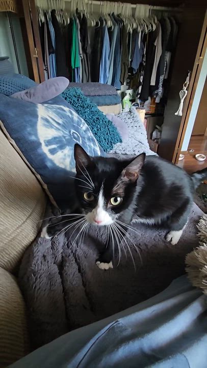 Enlarge Mia (aka Mama Mia), an adoptable Domestic Short Hair in Eagan, MN video 6/6