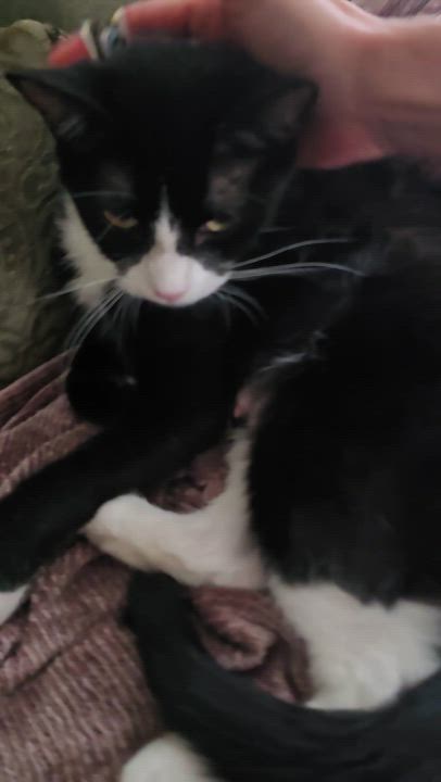 Enlarge Mia (aka Mama Mia), an adoptable Domestic Short Hair in Eagan, MN video 2/6