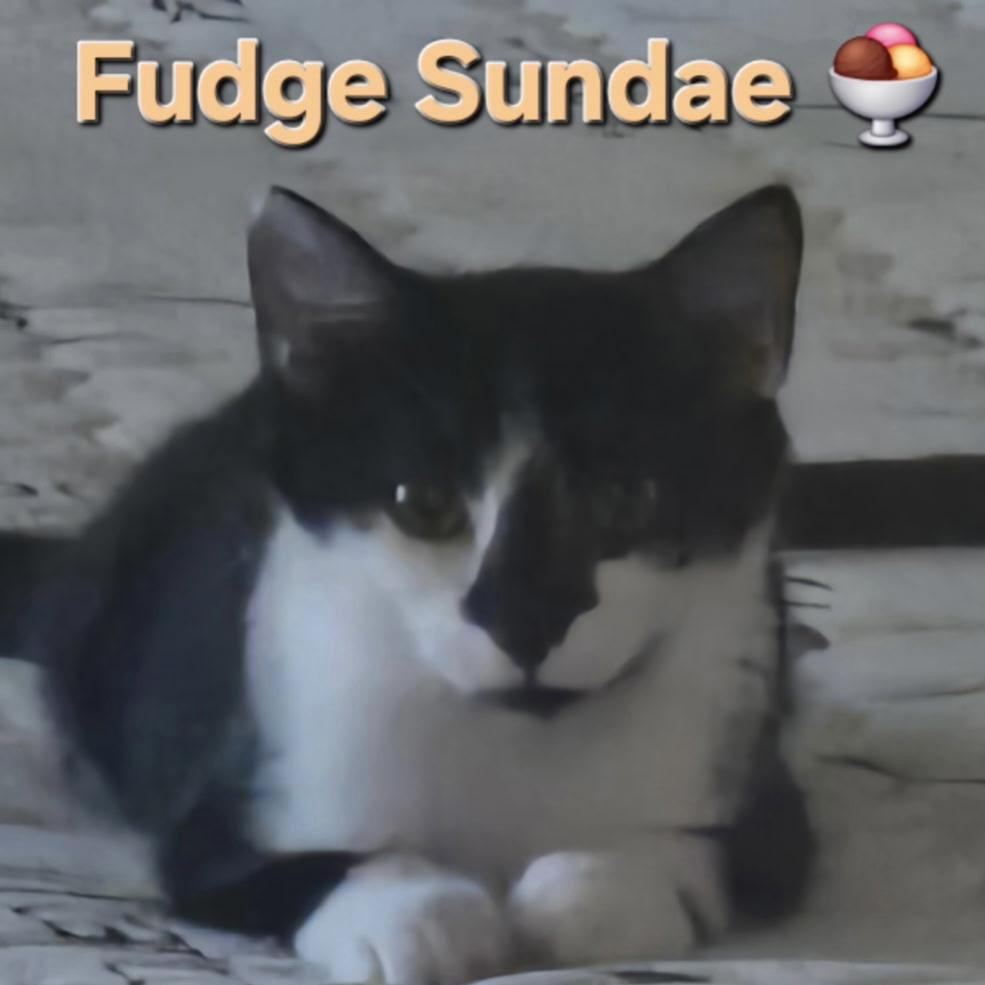 Fudge Sundae, ADOPTABLE, Kitten Male Domestic Short Hair.