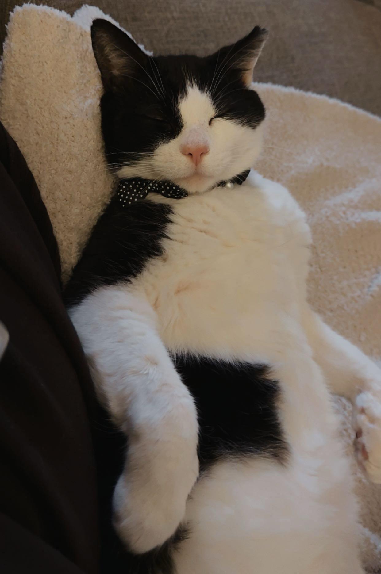 Enlarge George, a ADOPTABLE Tuxedo in Beckley, WV image 2/3