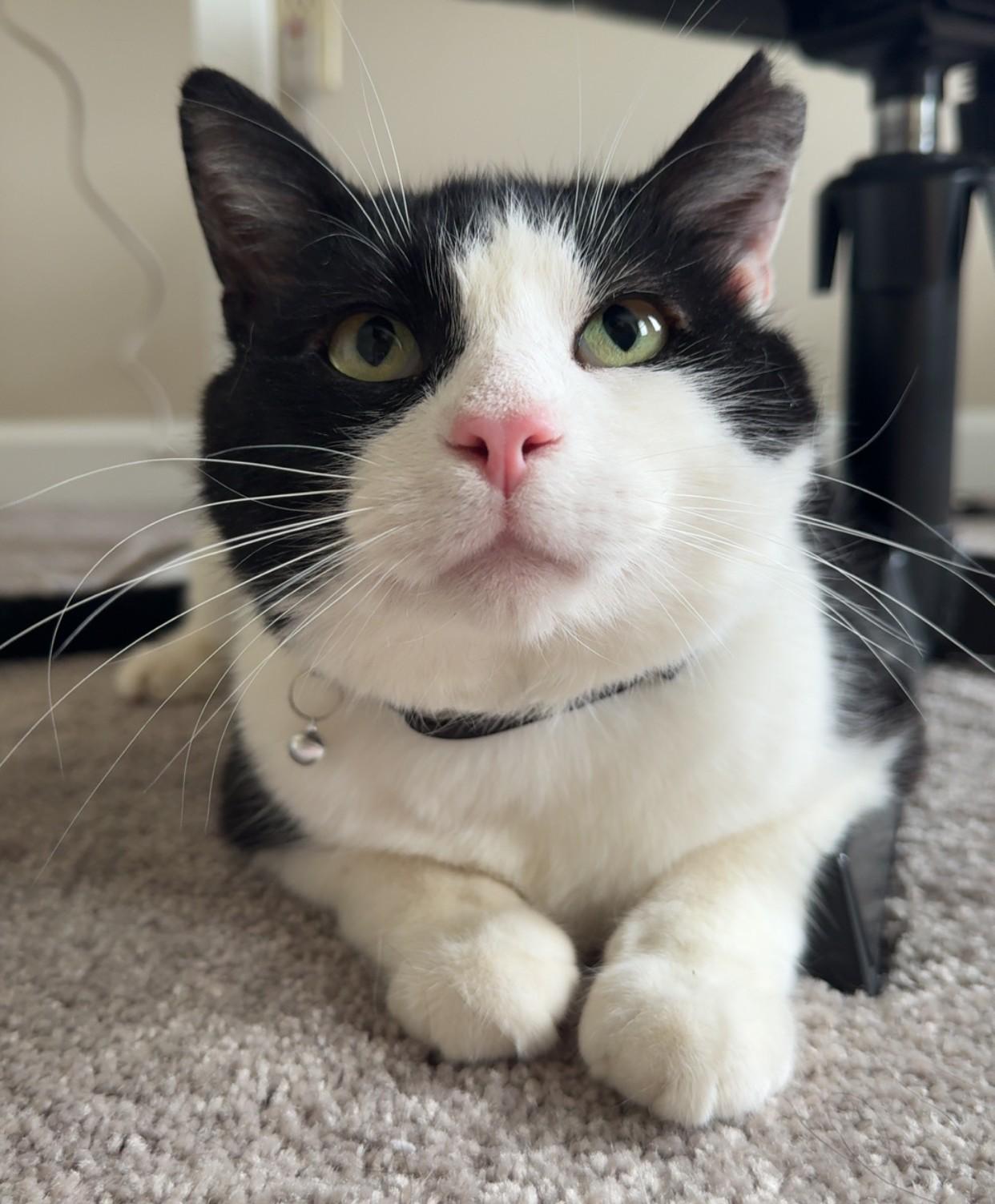 Enlarge George, a ADOPTABLE Tuxedo in Beckley, WV image 1/3