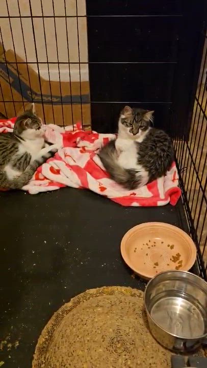 Enlarge George, a ADOPTABLE Tuxedo in Beckley, WV video 3/3