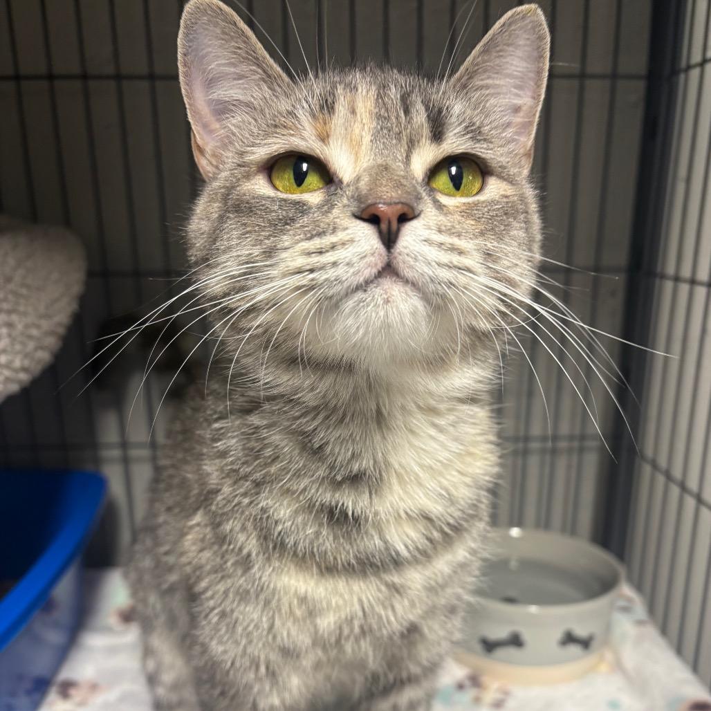 Bichette, a Adoptable Domestic Short Hair in Puslinch, ON image 1/6