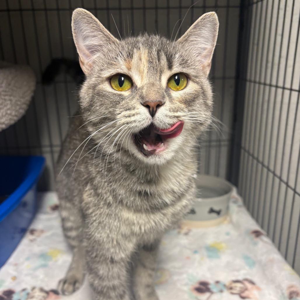 Bichette, a Adoptable Domestic Short Hair in Puslinch, ON image 2/6