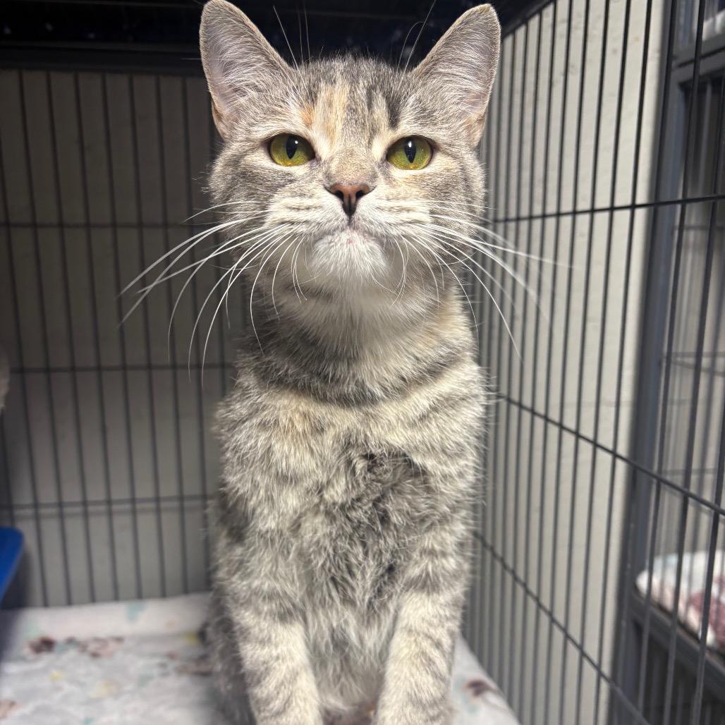 Bichette, a Adoptable Domestic Short Hair in Puslinch, ON image 3/6