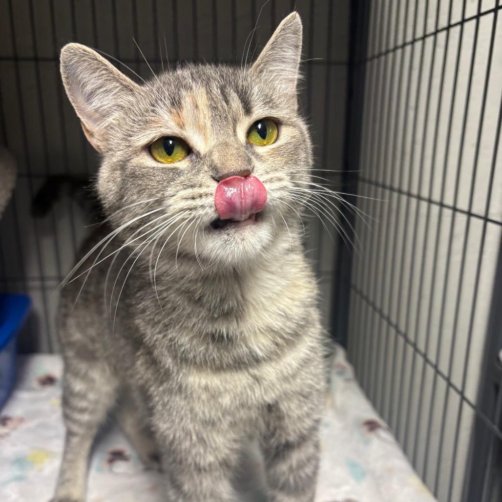 Bichette, a Adoptable Domestic Short Hair in Puslinch, ON image 4/6