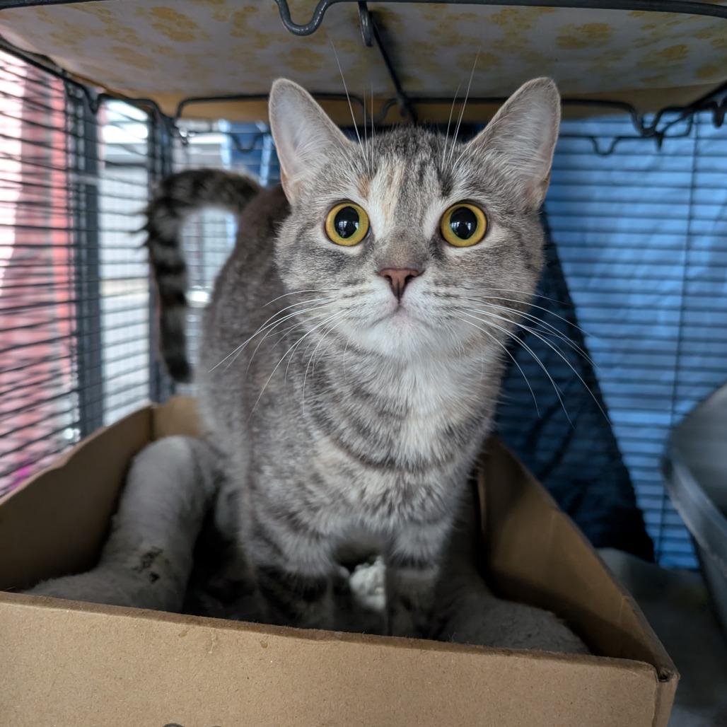 Bichette, a Adoptable Domestic Short Hair in Puslinch, ON image 5/6