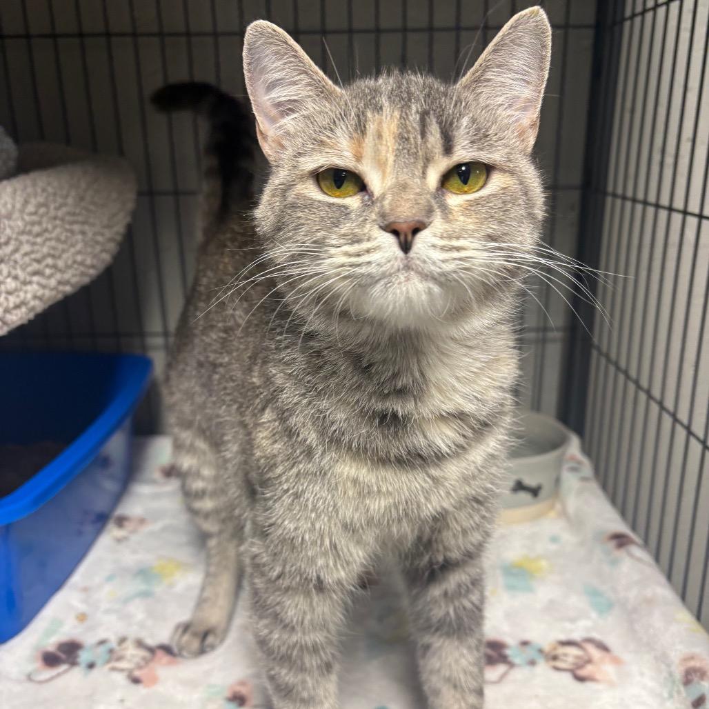 Bichette, a Adoptable Domestic Short Hair in Puslinch, ON image 6/6