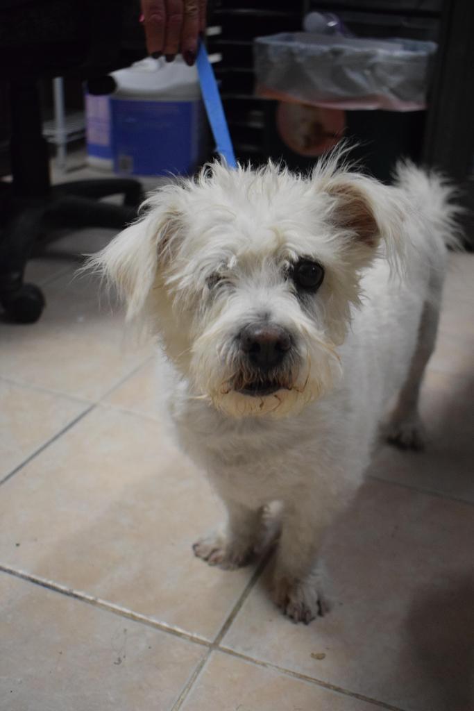 Enlarge Milo, a Adoptable West Highland White Terrier / Westie in Pahrump, NV image 1/1