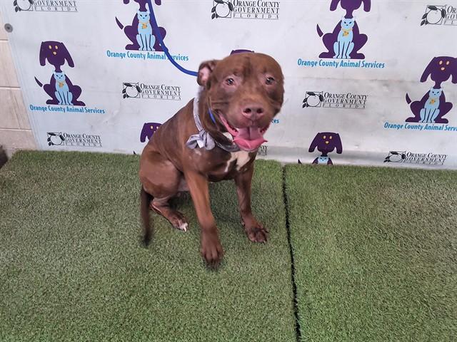 PEANUT BUTTER, Adoptable, Adult Male Pit Bull Terrier.