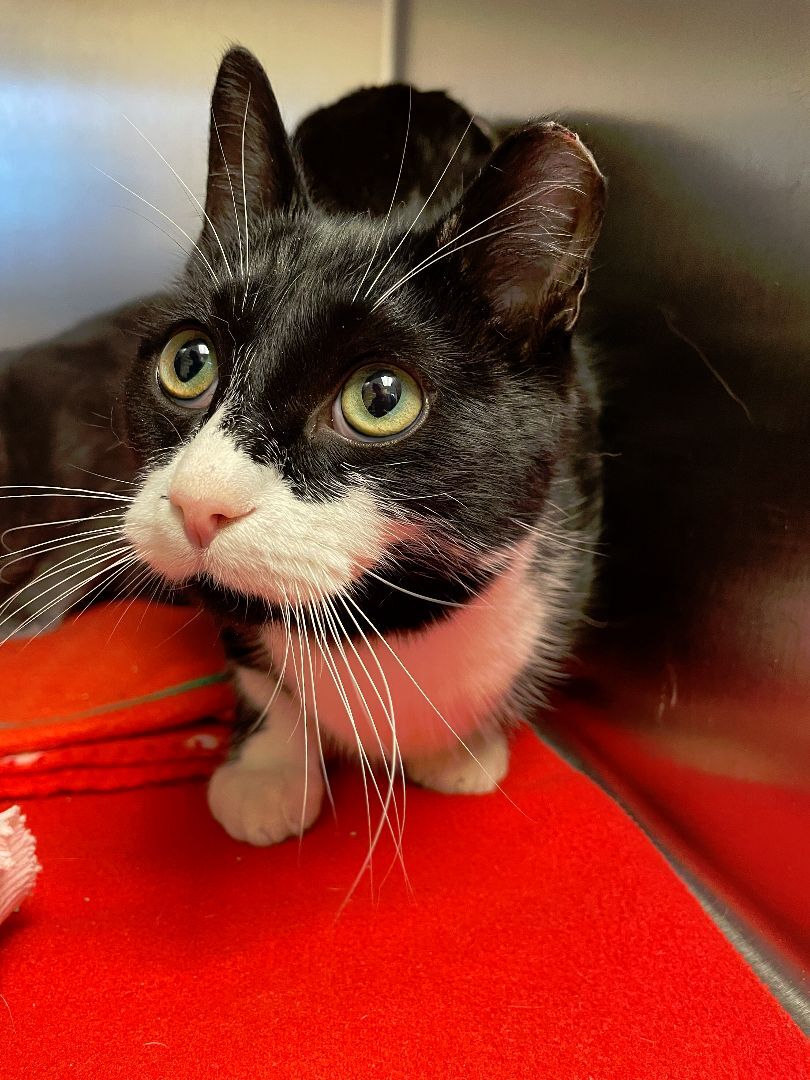 Troubles, an adoptable Domestic Short Hair in Fremont, MI image 2/6