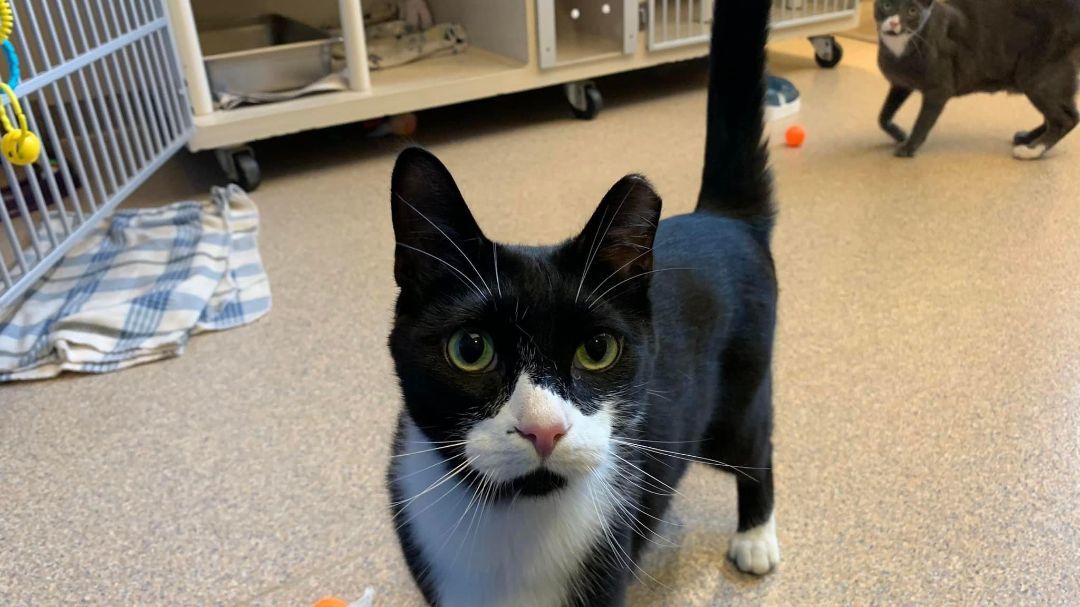 Troubles, an adoptable Domestic Short Hair in Fremont, MI image 3/6