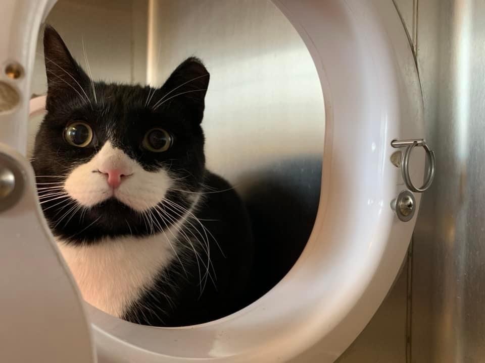 Troubles, an adoptable Domestic Short Hair in Fremont, MI image 1/6