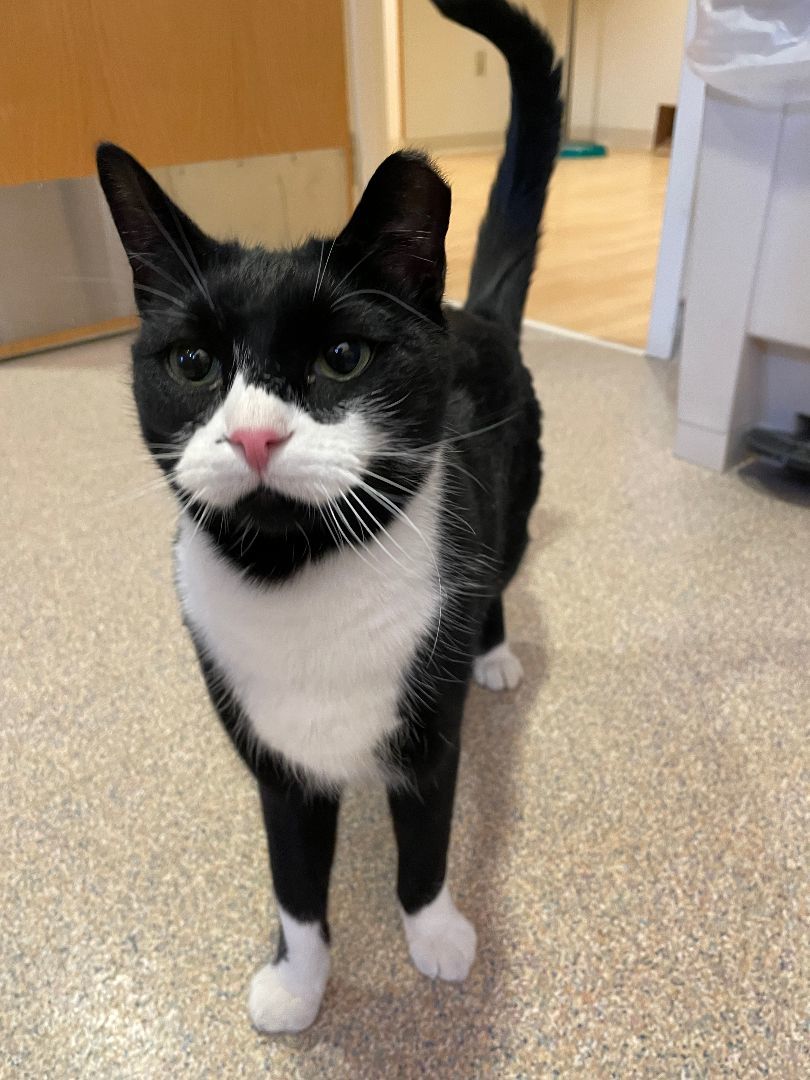 Troubles, an adoptable Domestic Short Hair in Fremont, MI image 4/6