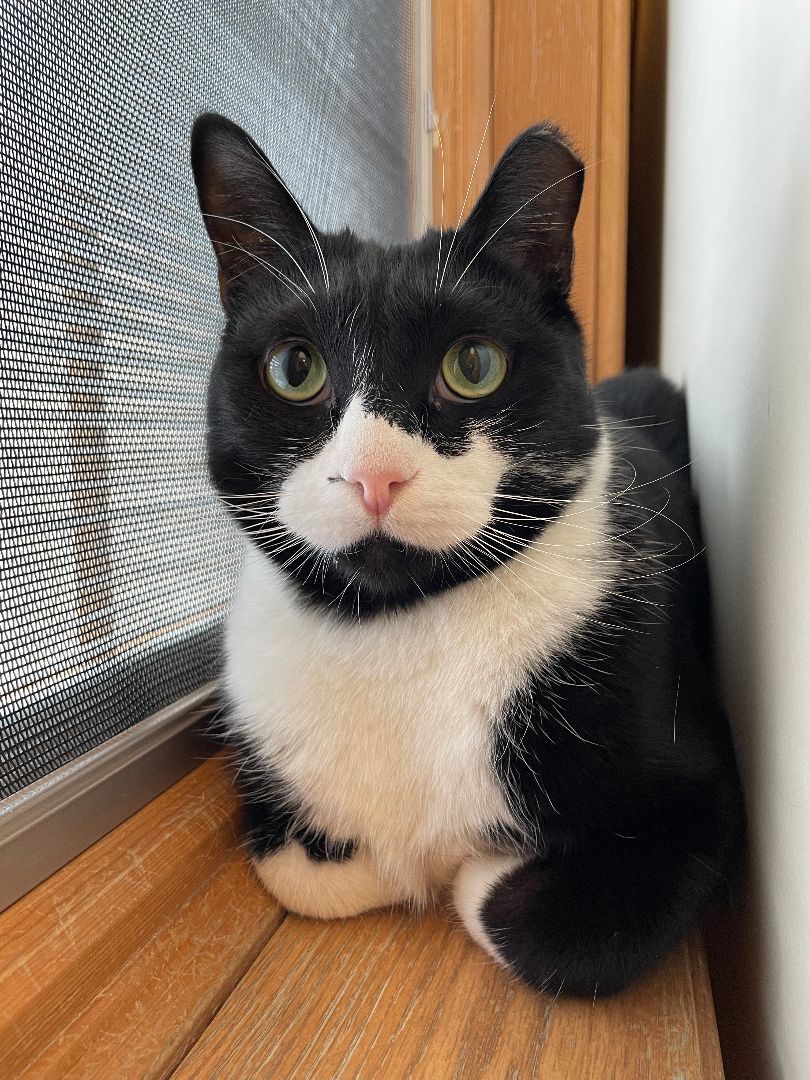 Troubles, an adoptable Domestic Short Hair in Fremont, MI image 5/6