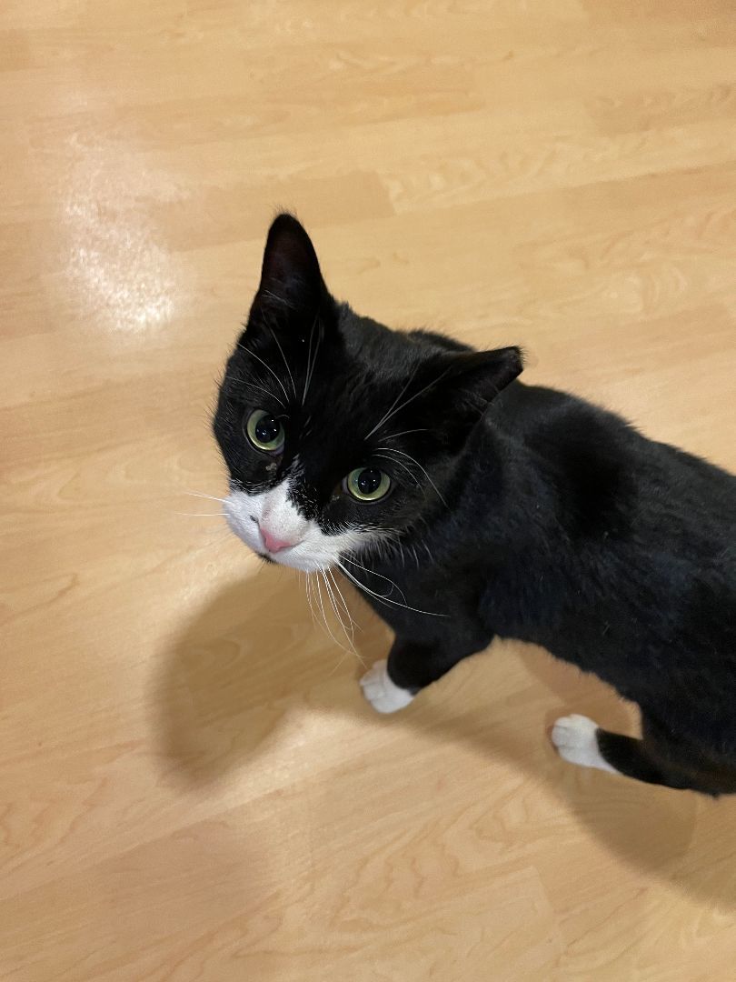 Troubles, an adoptable Domestic Short Hair in Fremont, MI image 6/6