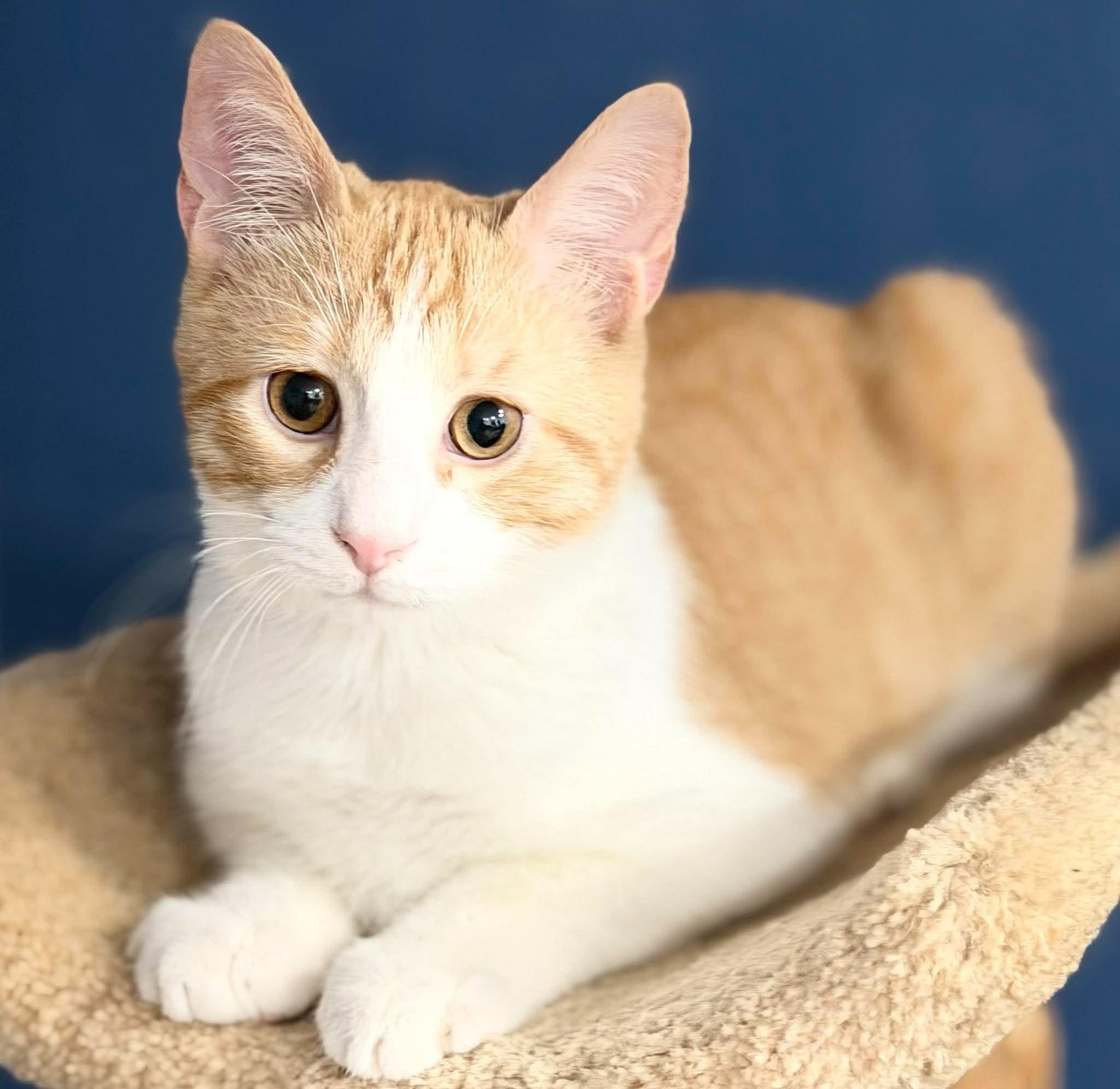 Enlarge Blake, a Adoptable mixed breed in Harrisburg, PA image 1/6