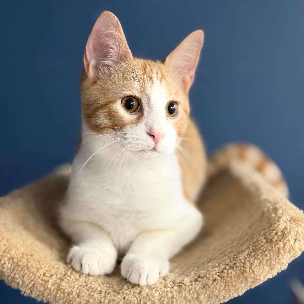 Enlarge Blake, a Adoptable mixed breed in Harrisburg, PA image 4/6