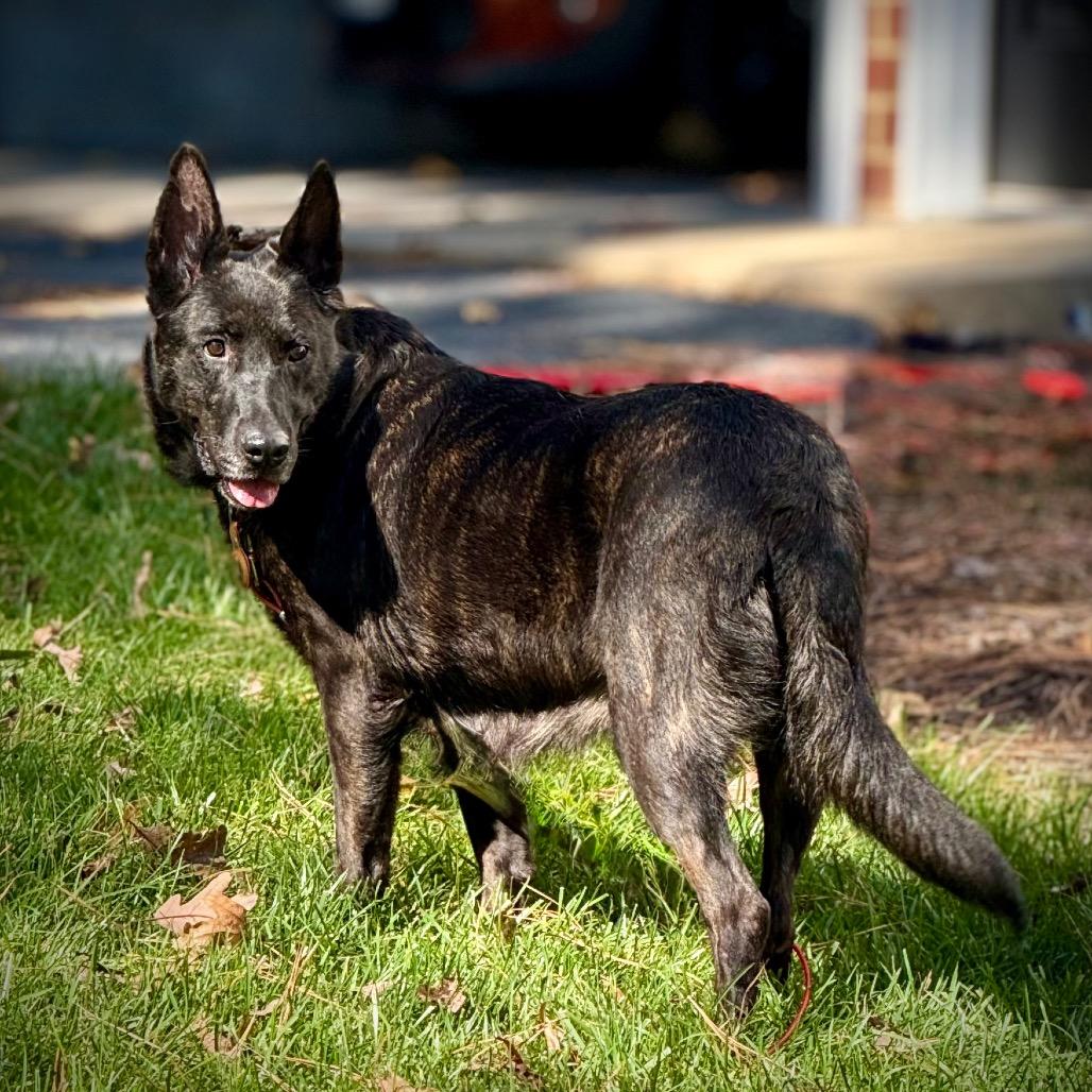 Ruby, Adoptable, Adult Female German Shepherd Dog.