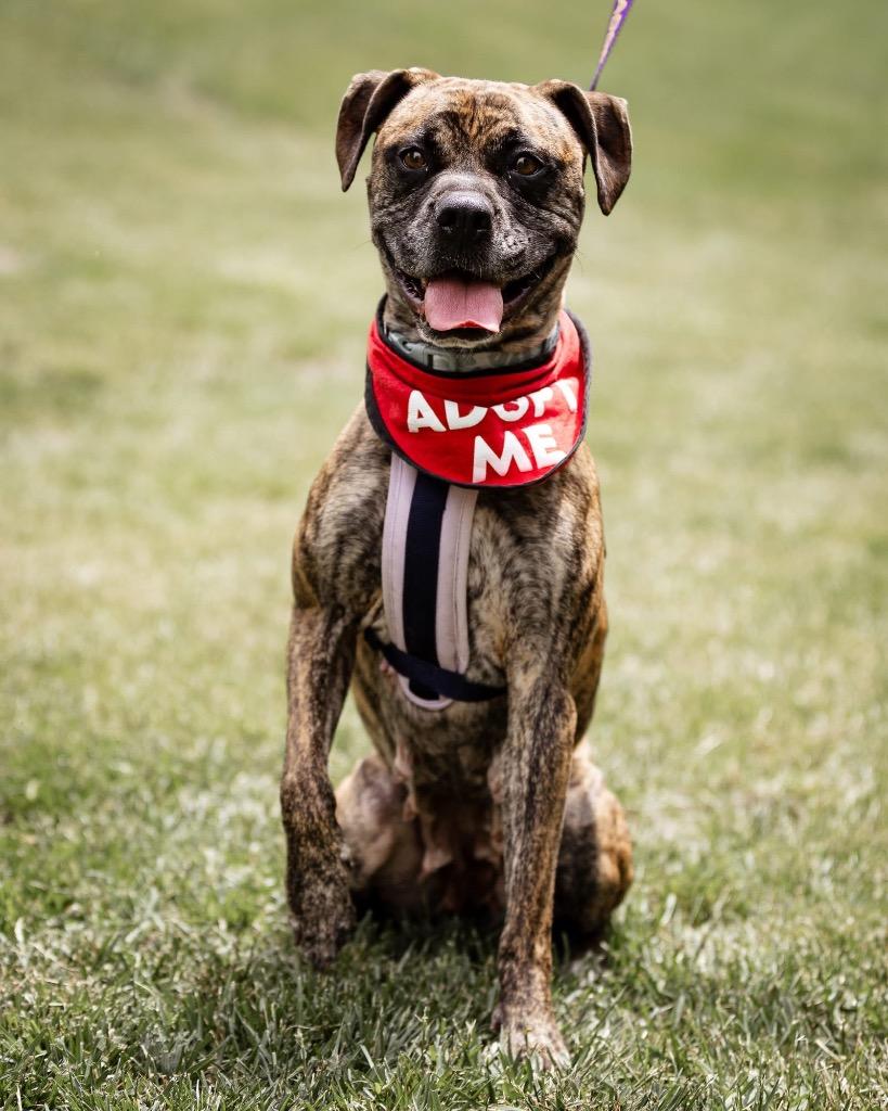 Ember, Adoptable, Adult Female Boxer & Mixed Breed.
