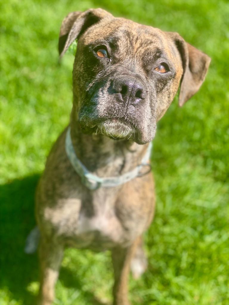 Enlarge Ember, a Adoptable mixed breed in Urbandale, IA image 1/4