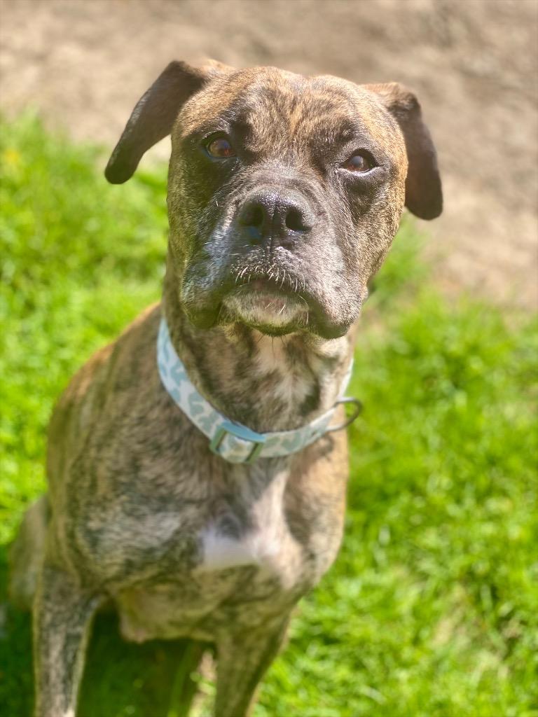 Enlarge Ember, a Adoptable mixed breed in Urbandale, IA image 2/4